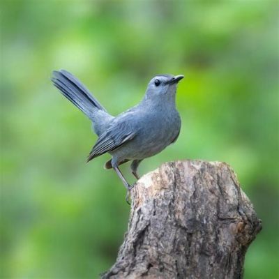  A Caça de Aves em Ouro: Uma Exploração Visual da Natureza Refinada!