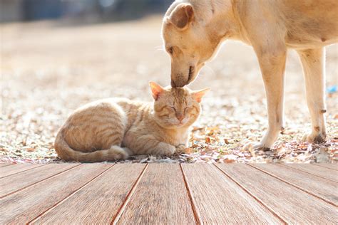 仲の悪い猫を仲良くさせる方法: なぜ彼らはお互いを嫌うのか？