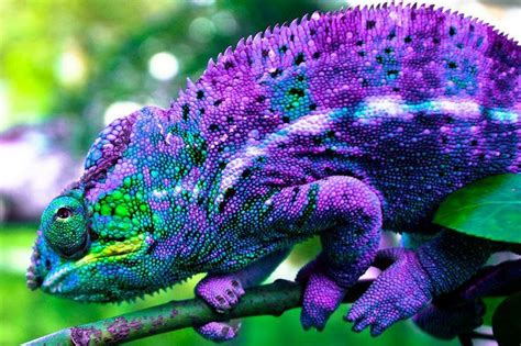 Karma Chameleon - Uma Pintura de Deslumbrantes Detalhes em Ouro e Um Testemunho Vibrante da Fé Tailandesa!