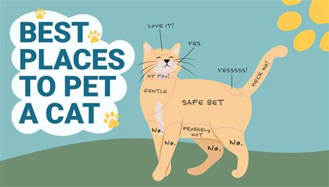 骨盤を立てる 座り方 タオル：なぜ猫はタオルを好むのか？